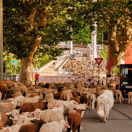 La transhumance : les moutons traversent le pont sur le Var.