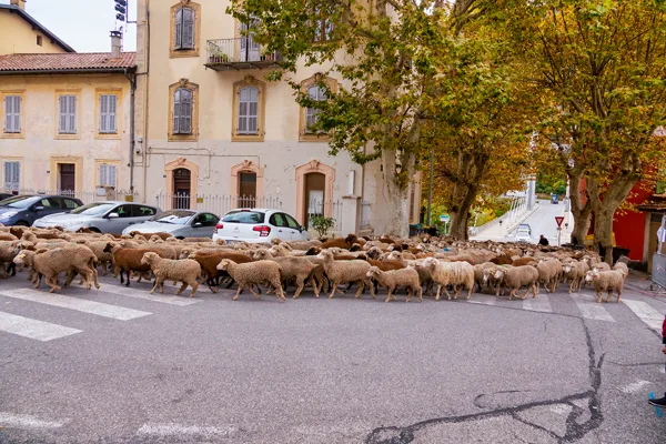 Passage des moutons lors de la transhumance
