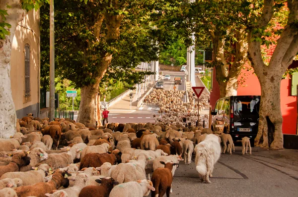 La transhumance : les moutons traversent le pont sur le Var.